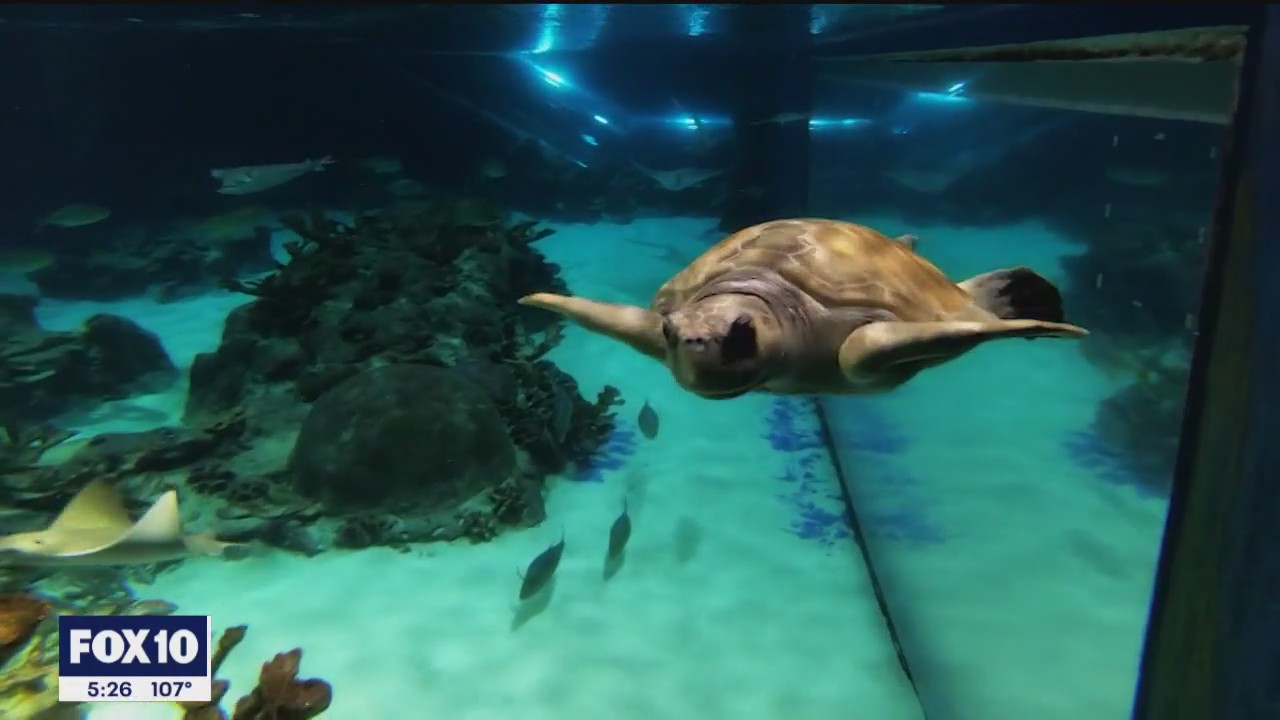 Endangered sea turtles arrive at OdySea Aquarium
