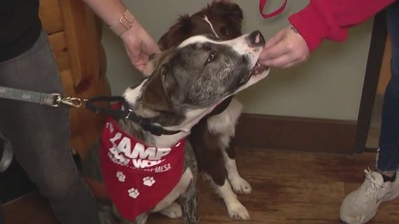 Tips on keeping pets safe during July 4th