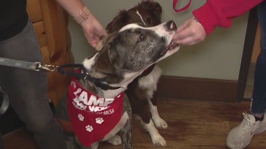 Tips on keeping pets safe during July 4th