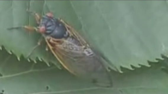 Cicada season is on its way