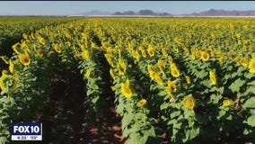 Sunflower Farm in Maricopa | Drone Zone