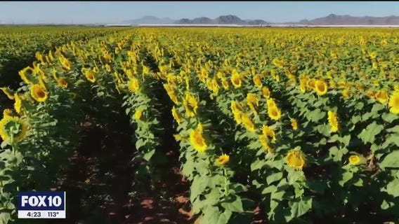 Sunflower Farm in Maricopa | Drone Zone