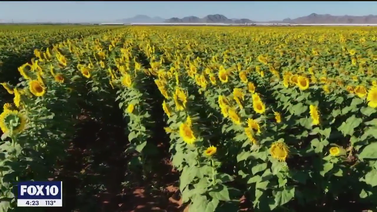 Sunflower Farm in Maricopa | Drone Zone
