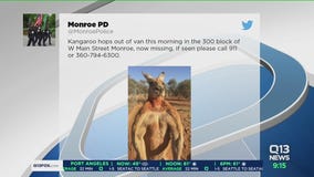 Kangaroo missing in Monroe