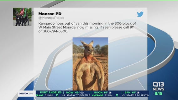 Kangaroo missing in Monroe