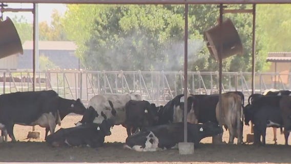 Keeping dairy cows cool in Arizona's heat