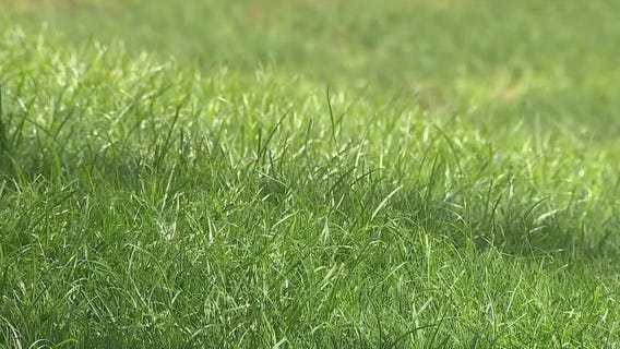 Natural grass banned for new Scottsdale homes