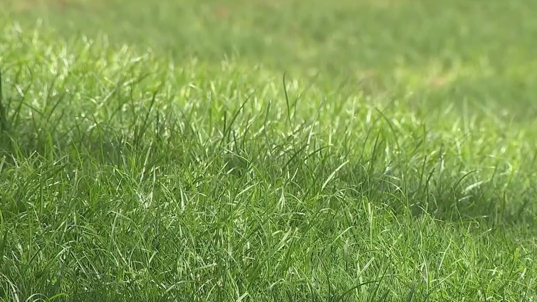 Natural grass banned for new Scottsdale homes