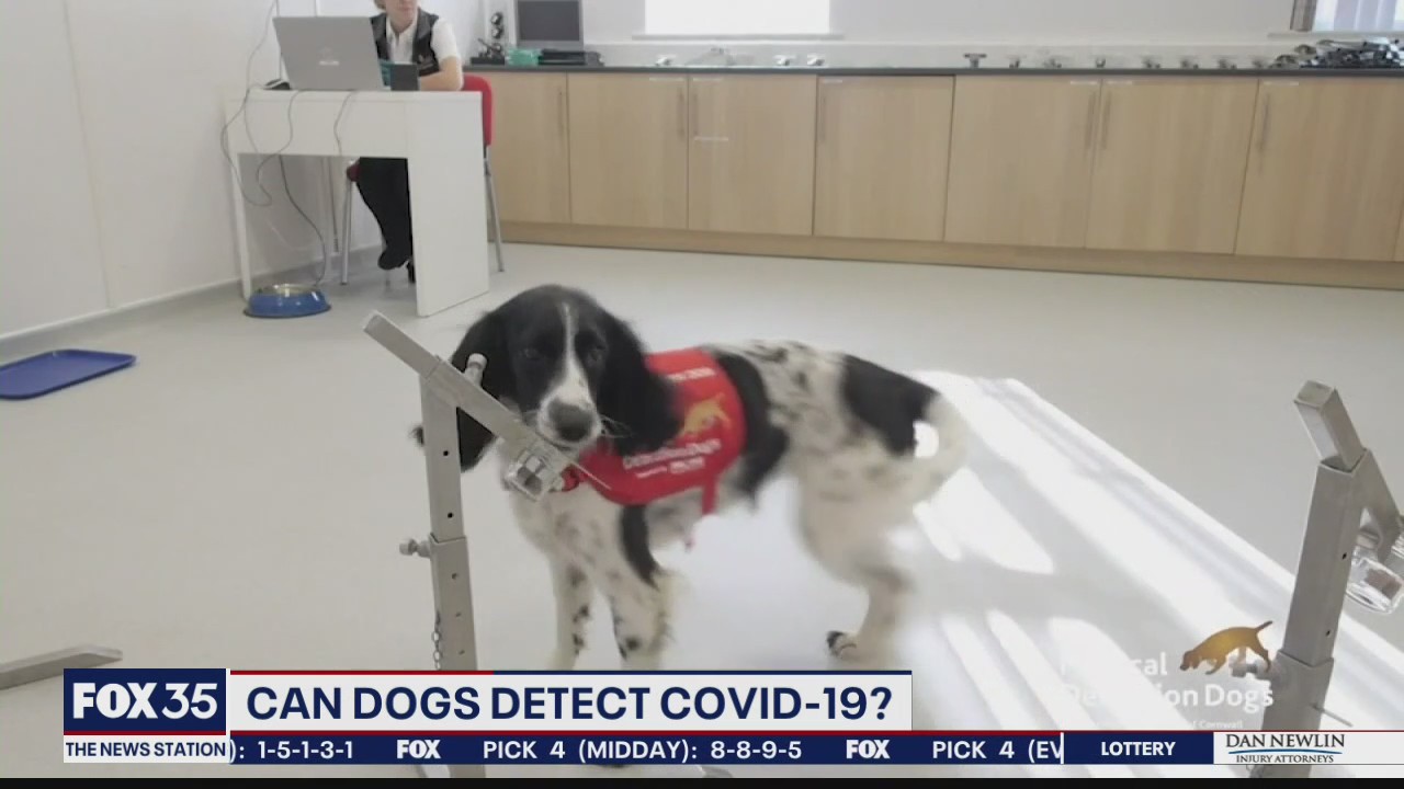 Dogs may be able to detect COVID-19 through smell