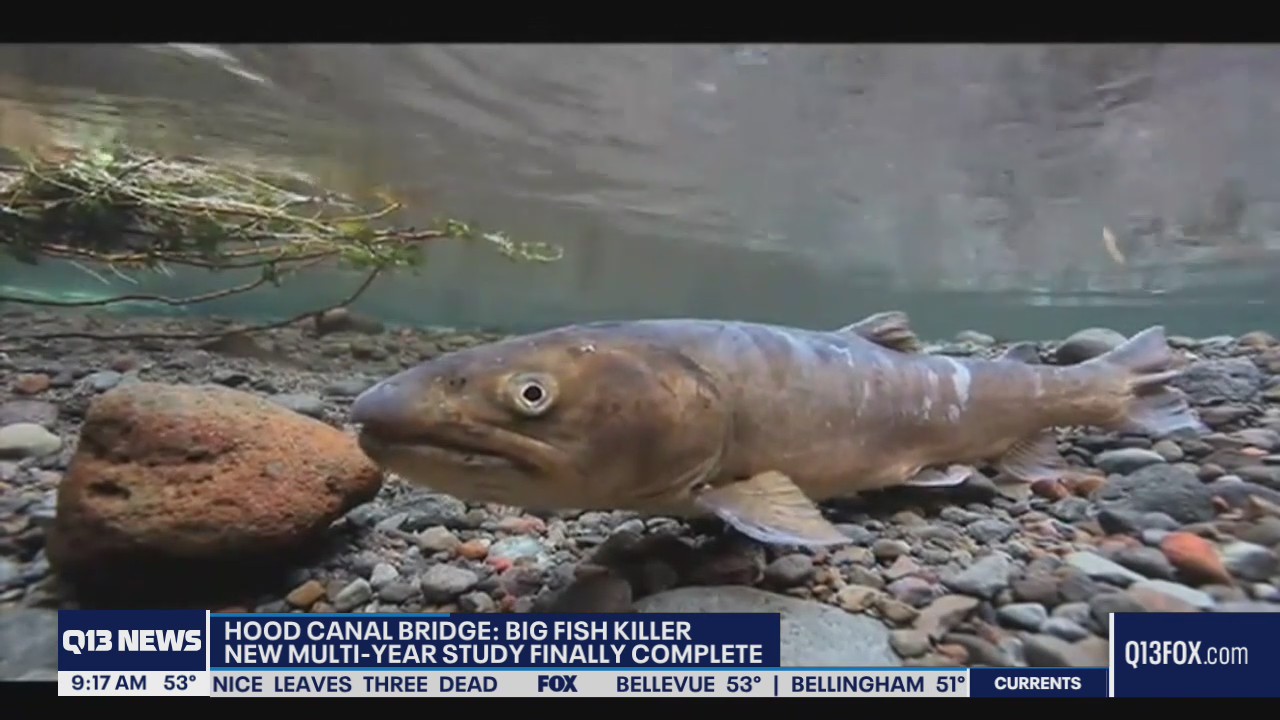 Pilchuck River getting warmer