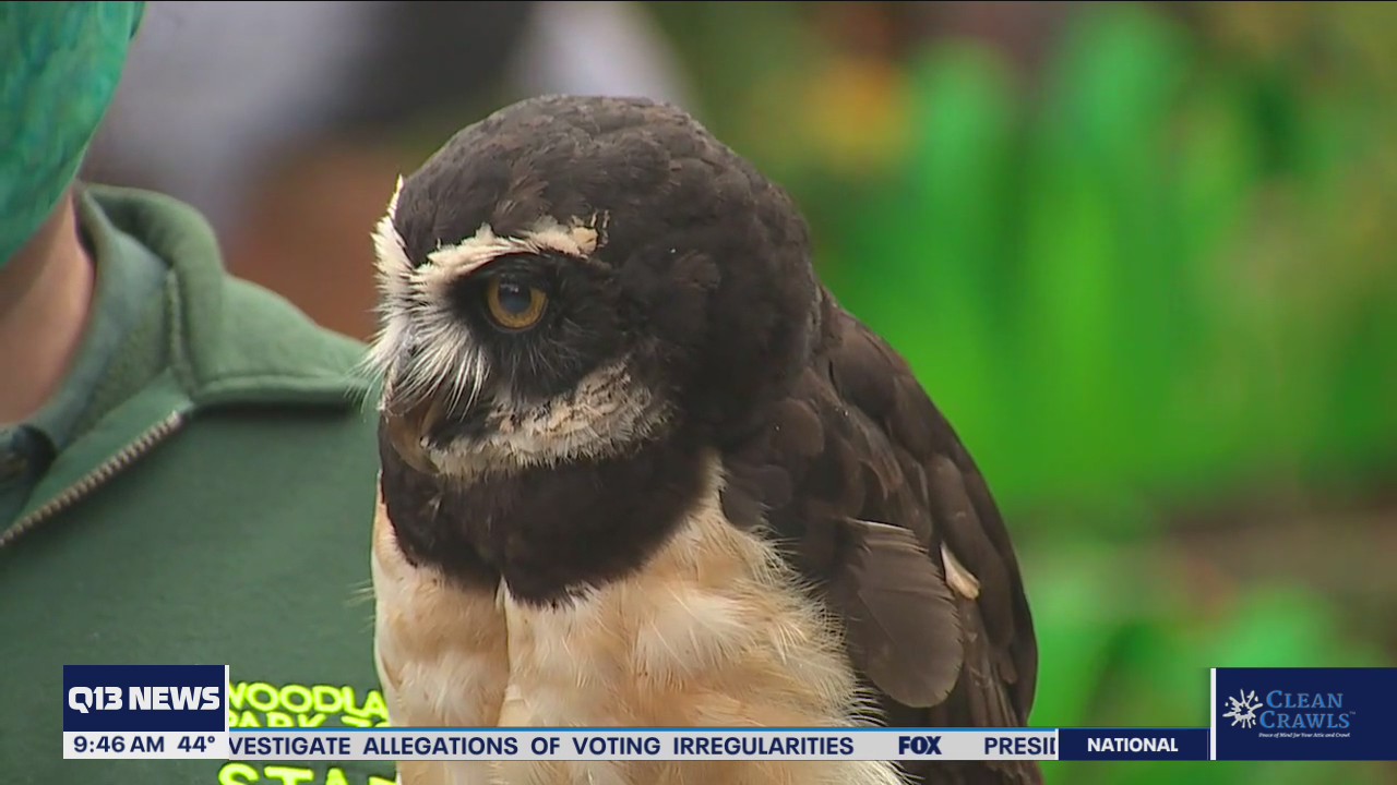 Wildlanterns at Woodland Park Zoo