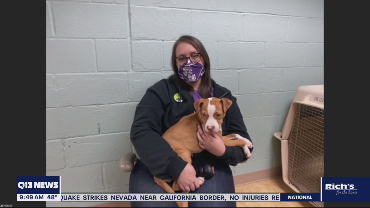 Dozens of dogs rescued ready for adoption