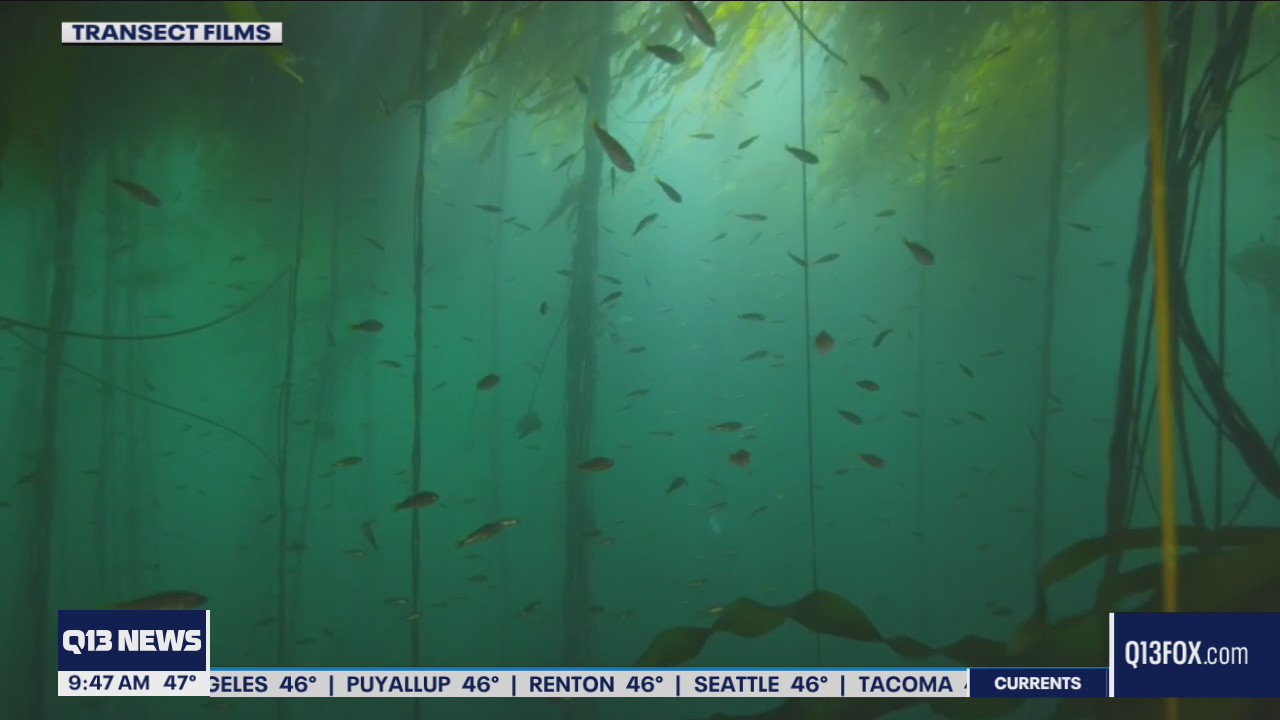 Our kelp forests are disappearing