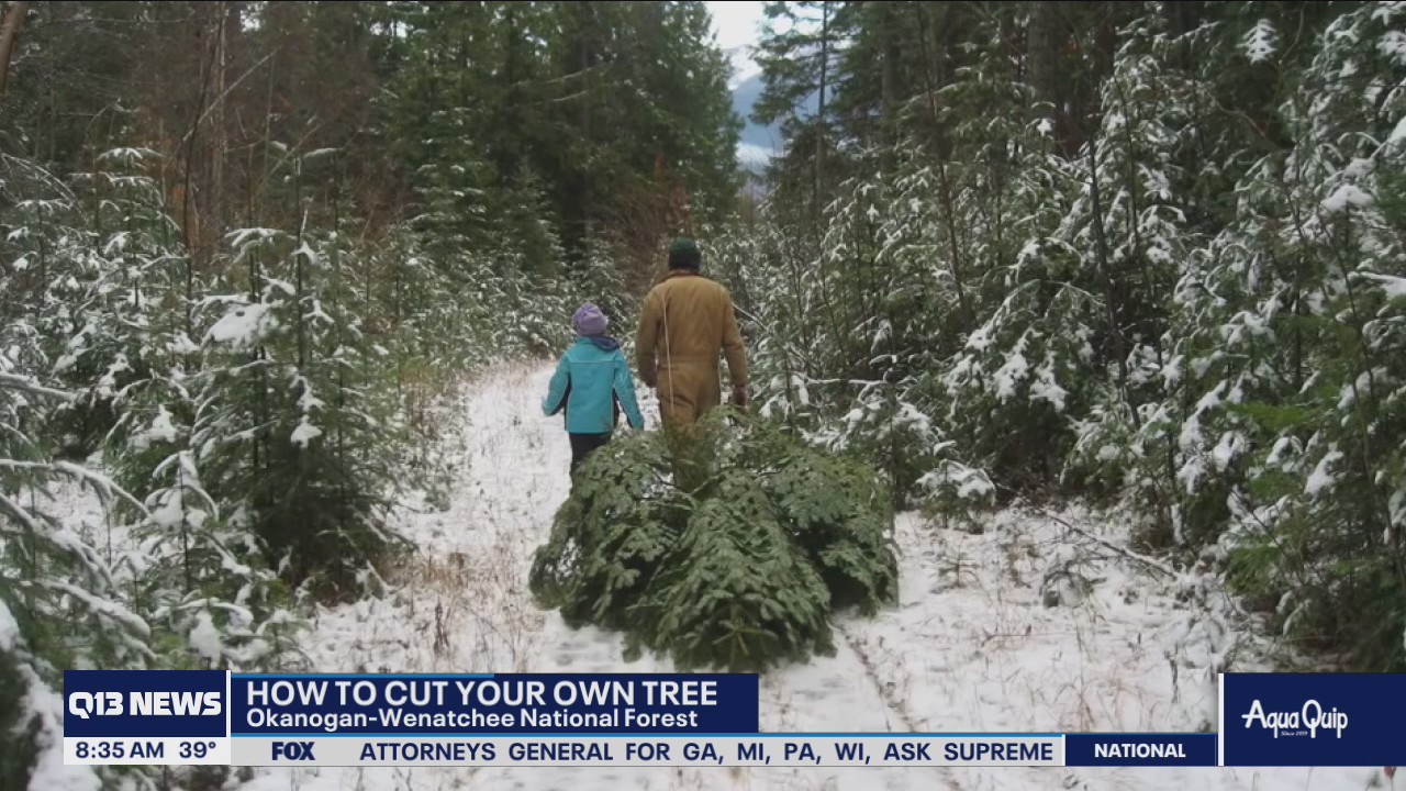 How to cut your own Christmas tree