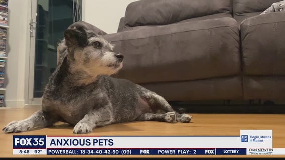 Pets experiencing anxiety during quarantine