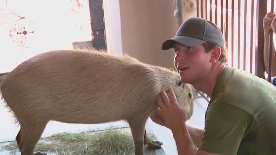 Phoenix Herpetological Sanctuary has a new mammal