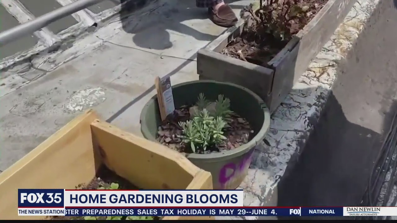 Home gardening blooms under COVID-19 pandemic