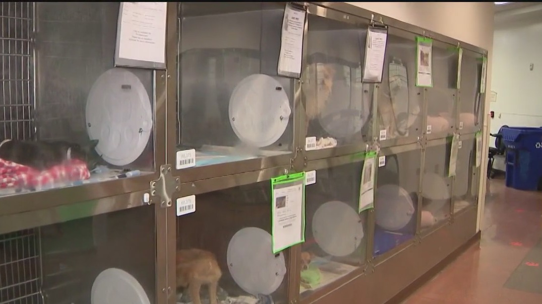 National vet shortage impacting Arizona shelters