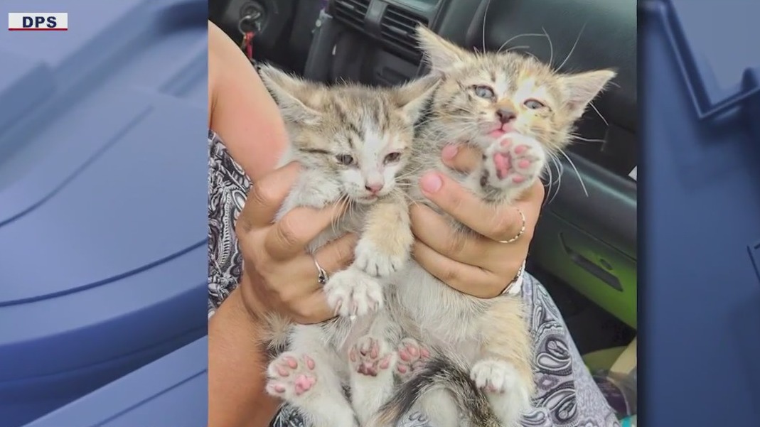 Arizona trooper helps rescue kittens trapped in car