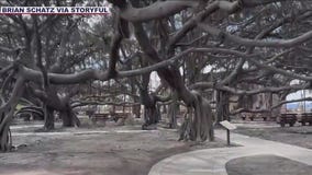 Maui Wildfires: Taking a look at the devastation