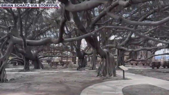 Maui Wildfires: Taking a look at the devastation