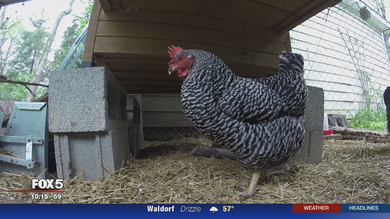DC residents fighting against mayor's proposed ban on backyard chickens