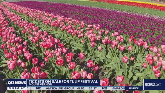 Tulip Festival returns to Mount Vernon