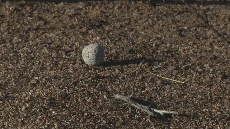 Seed balls used to help restore Diamond Fire's damage