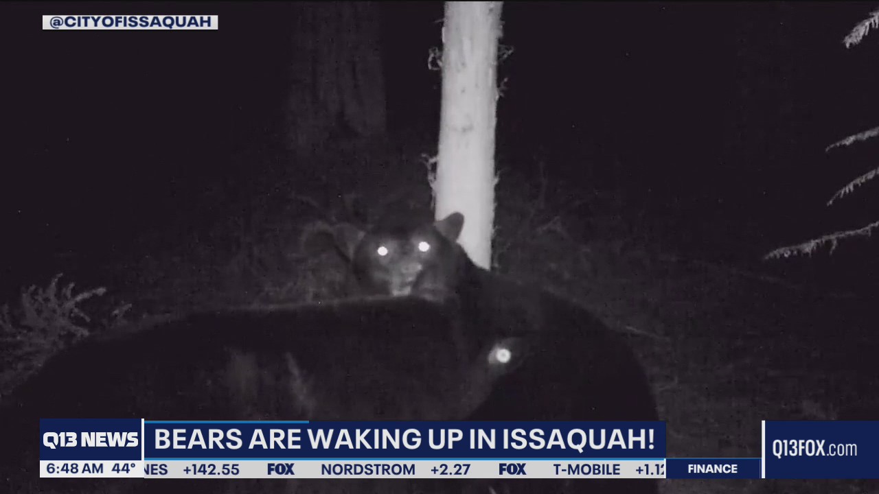 Black bears are waking up in Issaquah