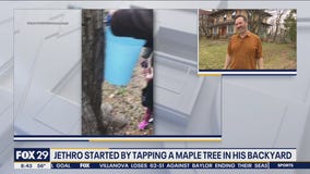 Tapping maple trees is the latest trend