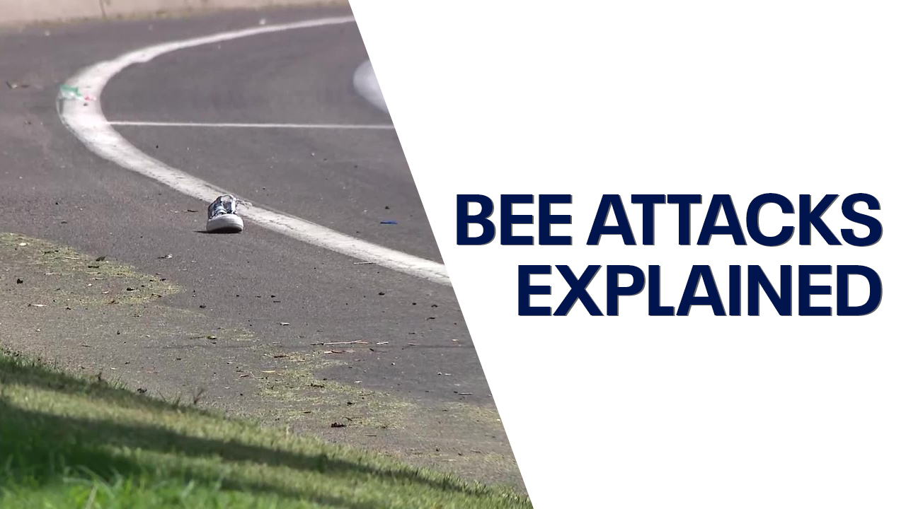 Expert talks about bees following 2nd attack
