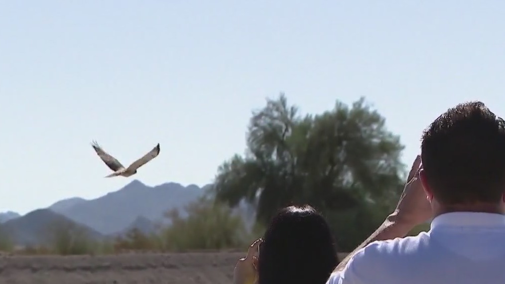 Red-tailed hawks released into the wild after rehab