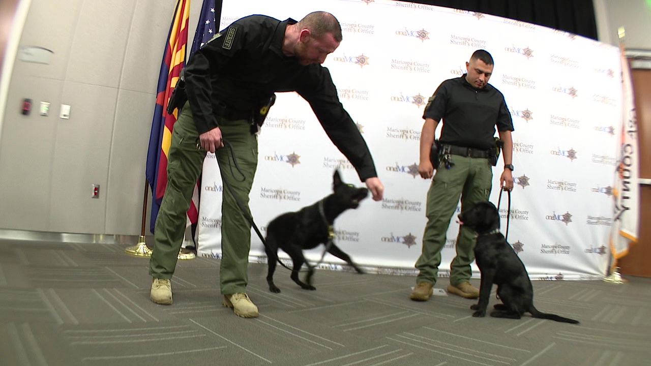 Drug detection dogs at Maricopa County jails | FOX 10 Phoenix