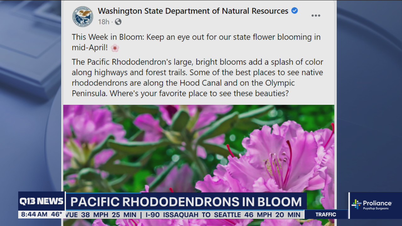 Pacific rhododendrons in bloom