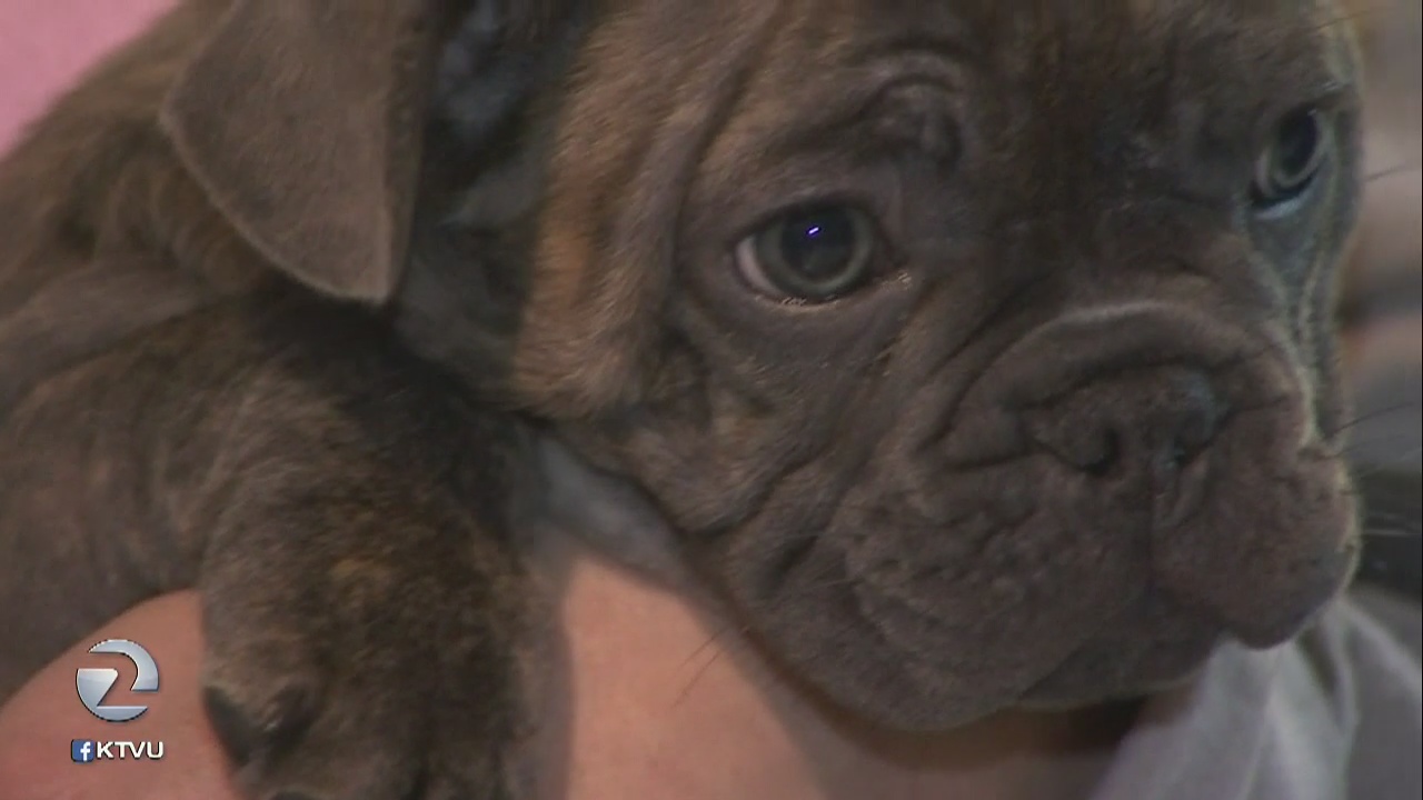 Woman duped by dognapper; puppy snatched from her hands