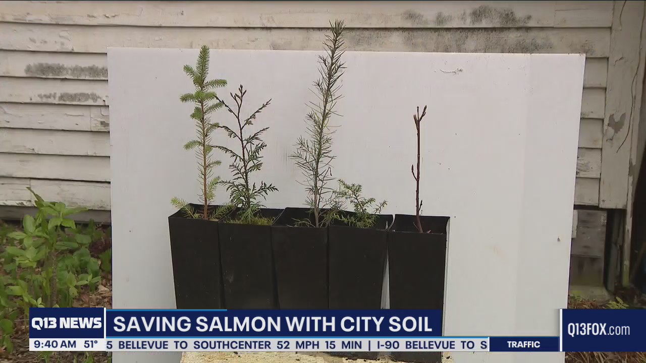 Saving salmon with city soil