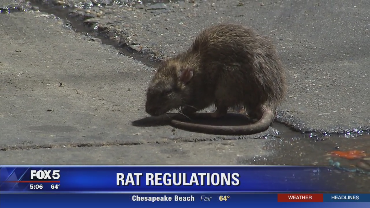To help curb rat problem, DC considering cracking down on businesses