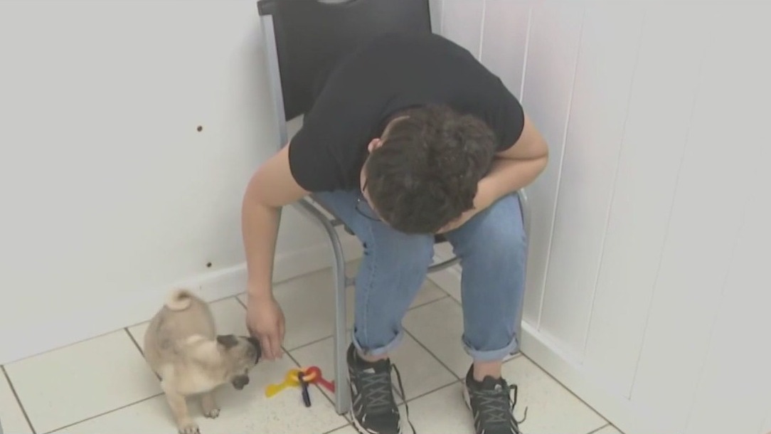 Phoenix updates animal cruelty rules