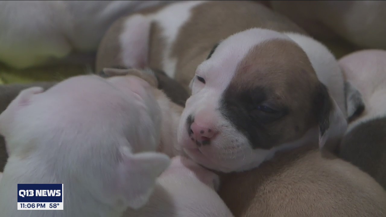 12 dogs, including 11 puppies, found abandoned in Point Defiance Park bathroom