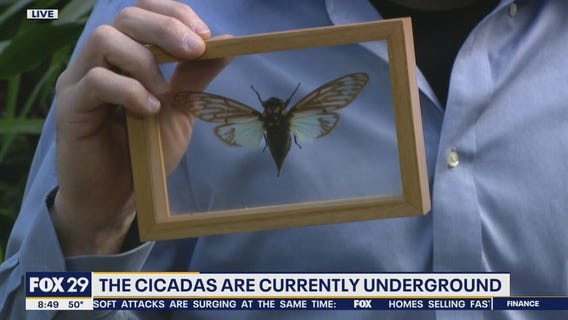 Billions of cicadas to emerge from the ground for the first time in 17 years