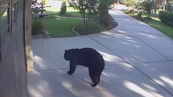 Bear breaks into FL patio, drinks White Claws