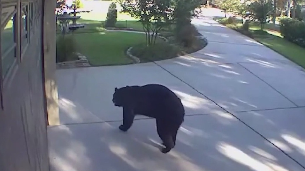 Bear breaks into FL patio, drinks White Claws