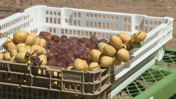 Behind-the-scenes of ASU's date grove