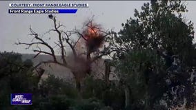 Eagles' nest explodes from lightning strike | West Coast Wrap