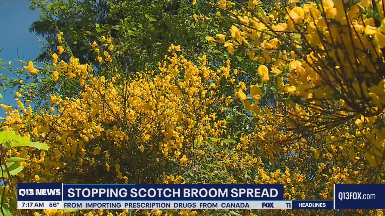 Stopping scotch broom spread