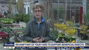 Revamp part of your yard to support beneficial insects