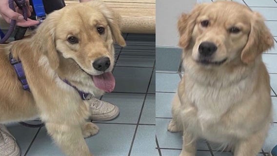 'Chip your pet': Doggy daycare mix up ends happily