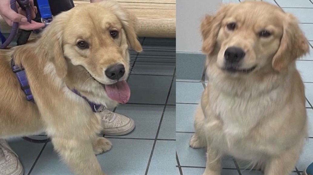 'Chip your pet': Doggy daycare mix up ends happily