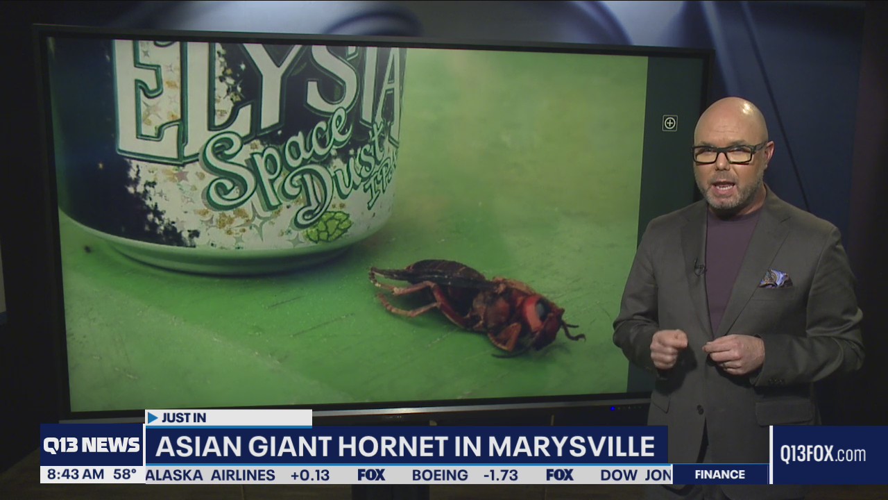 Dead Asian giant hornet found in Marysville