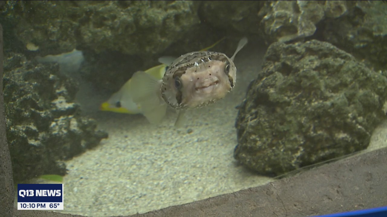 Restrictions loosened on public transportation, and Point Defiance Zoo and Aquarium